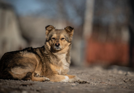 Stray dog in Moldova