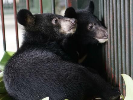 Rettung von zwei Bärenbabys