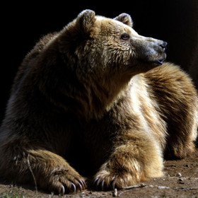 Bear Kassandra at BEAR SANCTUARY Belitsa