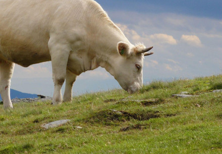 cow grazing on pasture