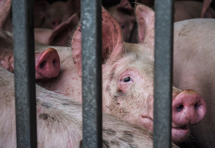 Schweine auf Tiertransport