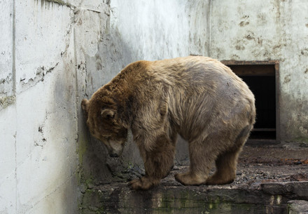 Sad bear in zoo