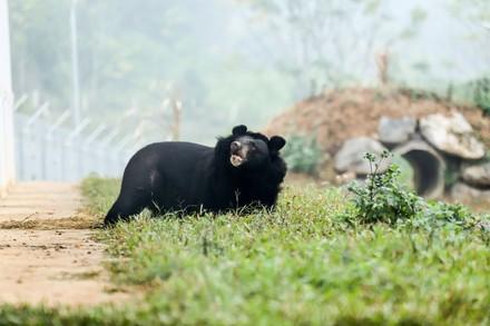 pétition pour les ours à bile au vietnam 
