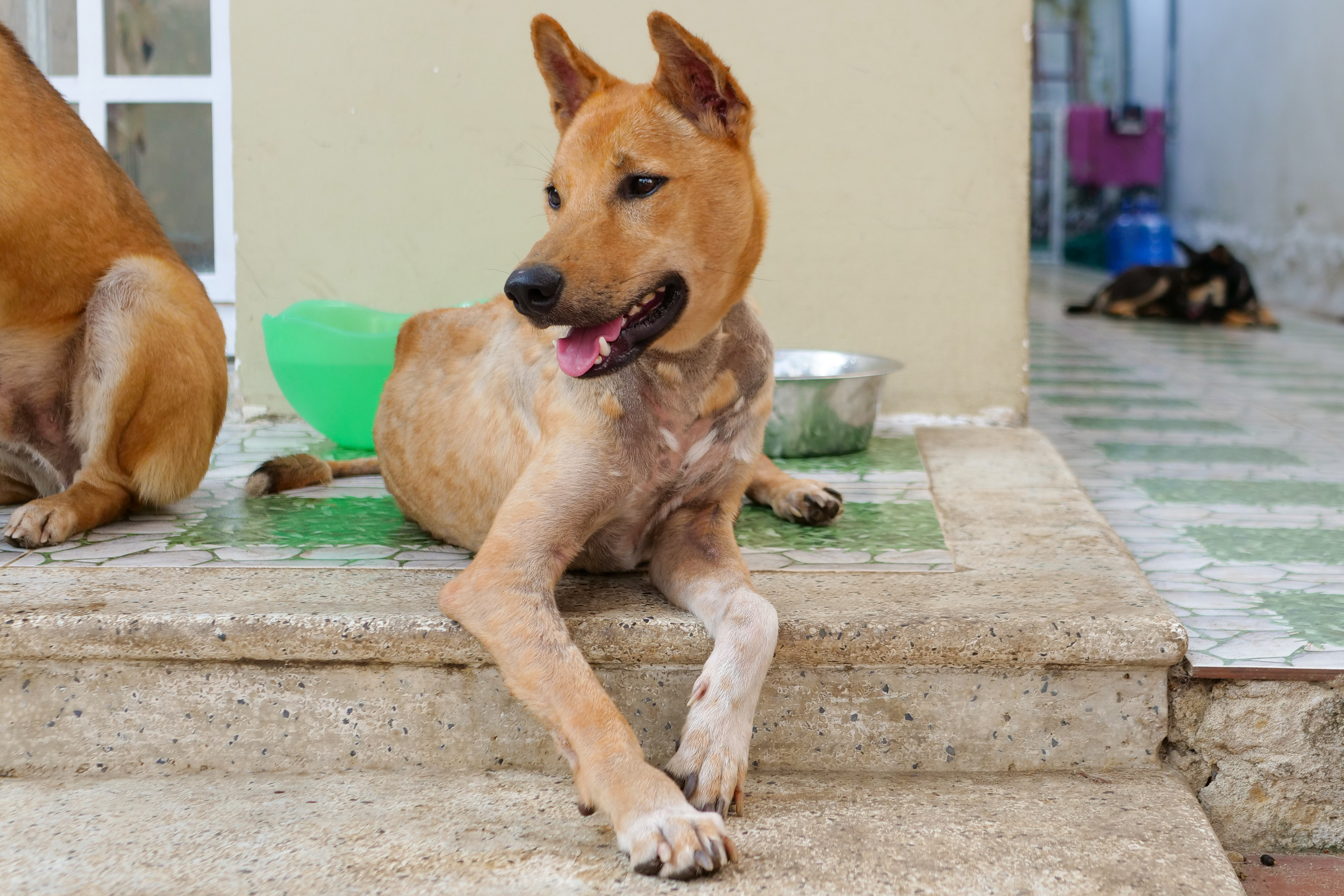 Hund Archie, Vietnam