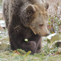 Brown bear Brumca is holding a piece of a cucumber in her paw. There is a little bit of snow around her.