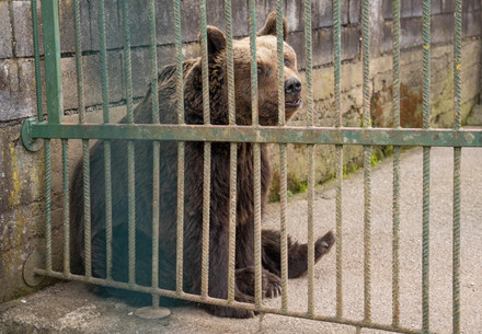 Bär Mitko in seinem winzigen Käfig in Slowenien