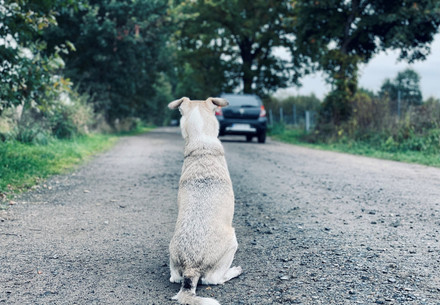 Symbolbild: Hund blickt einem Auto hinterher