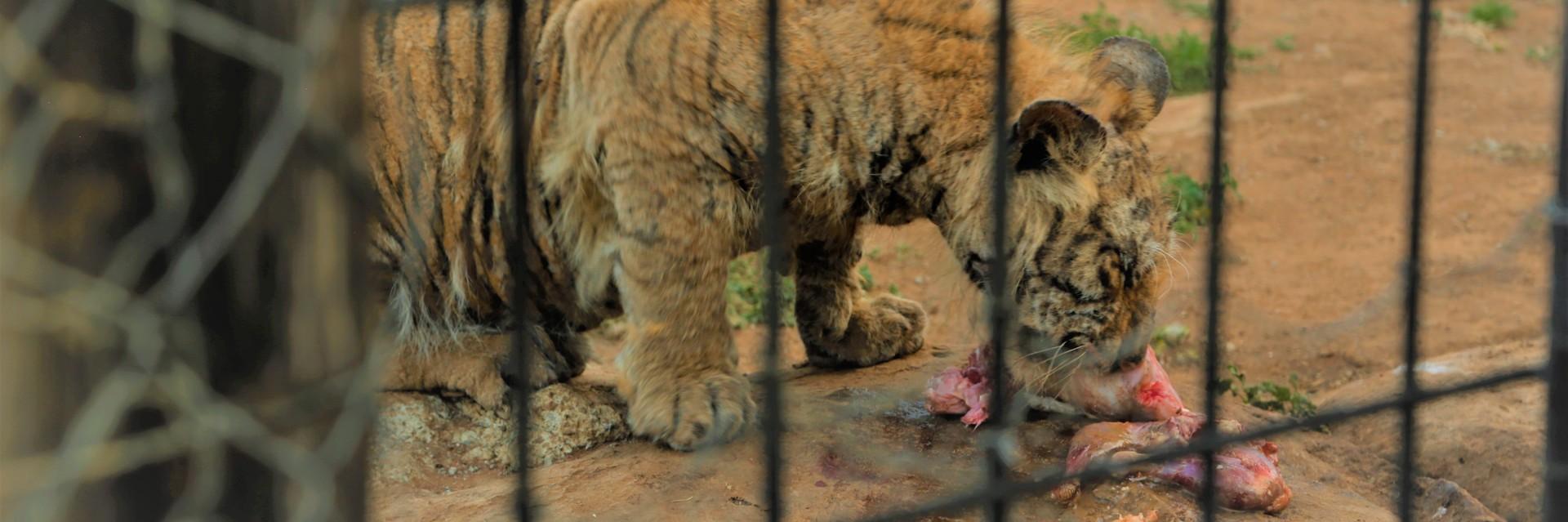 captive cub feeding
