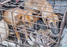 A Global Stand Against the Dog and Cat Meat Trade!