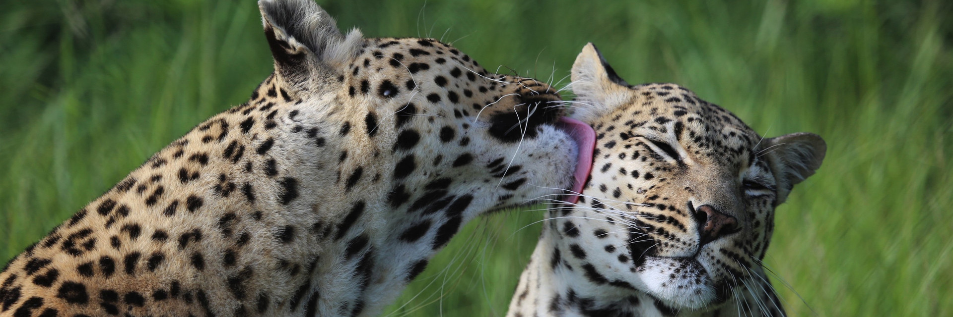 One leopard licking another