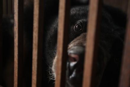 Bile bear looking out of cage