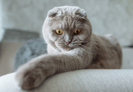 Faltohrkatzen leiden oft unter schwerer Arthrose bis hin zur Lahmheit. 