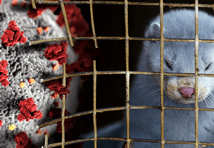 Caged minks next to the COVID -19 virus