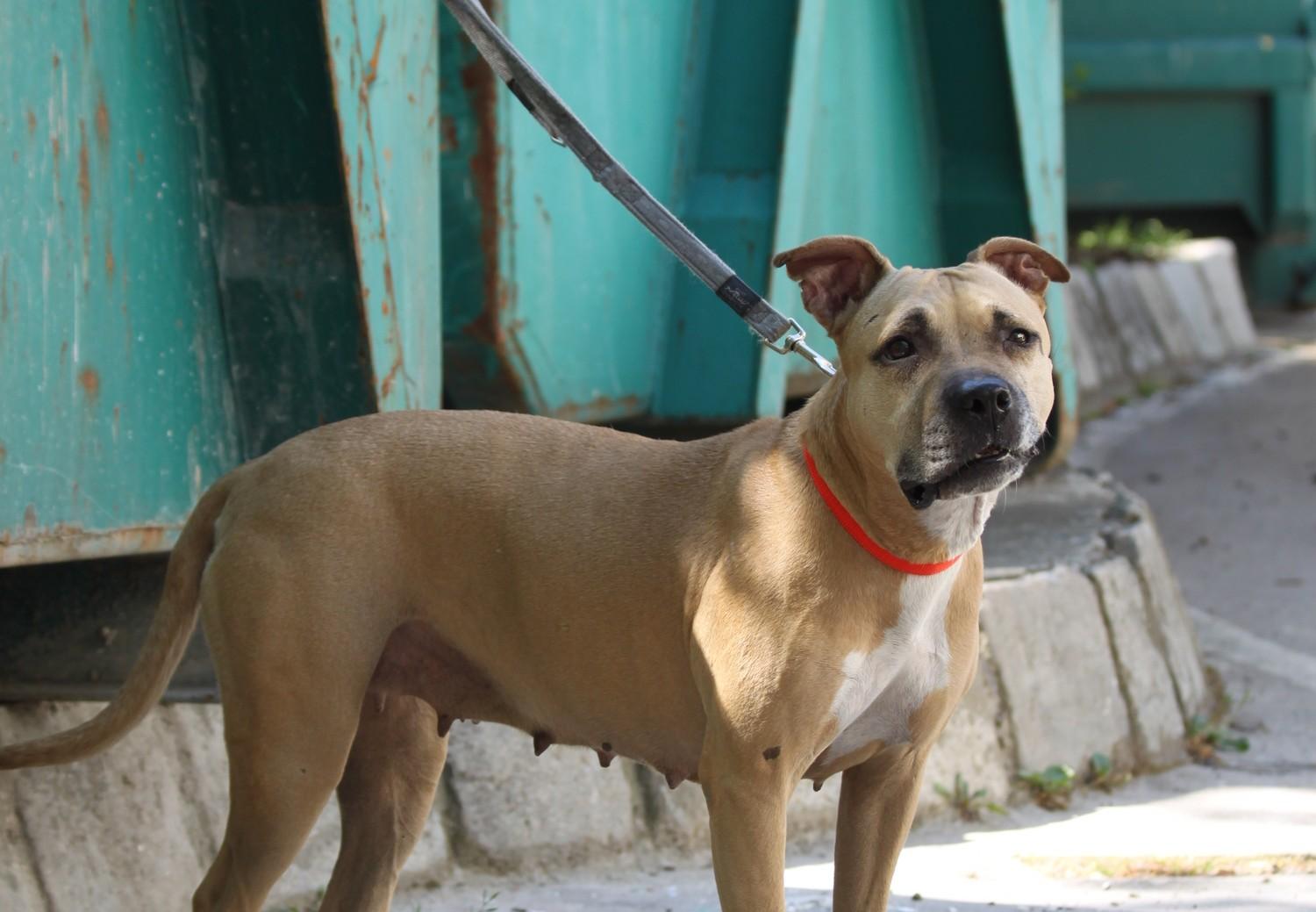 Cane Hexi come modello fotografico per cani abbandonati