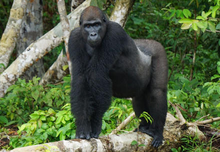 gorilla in sanctuary