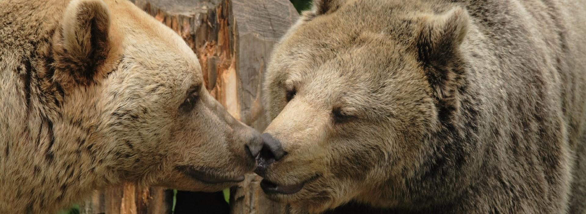 Bears Vinzenz and Brumca touching each others noses