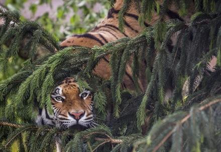 Tiger hides