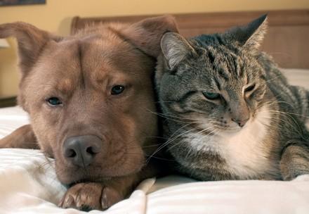 Dog and cat at home