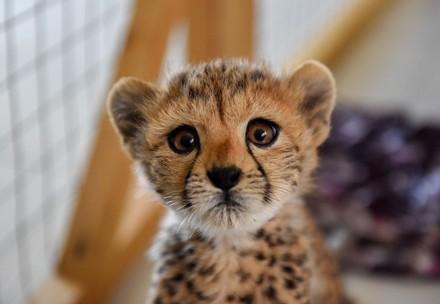 Gepardenjunges im Cheetah Conservation Fund (CCF)