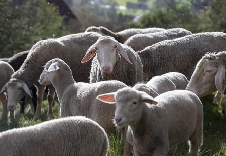 Merino sheep on a pasture