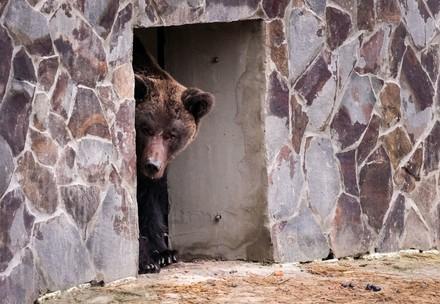 Le sauvetage de l'ourse Mashutka