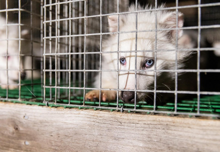 Marderhund im Käfig auf einer Pelzfarm