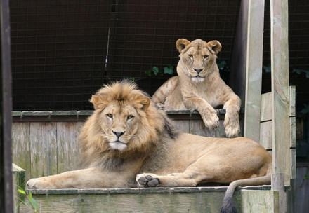 Lions Nikola and Vasylyna