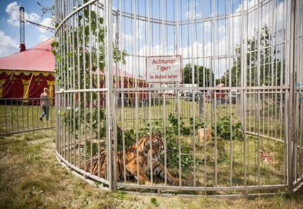 Tiger im Käfig auf Zirkusgelände