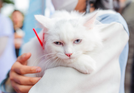 Gerettete Katze bei einer Impfaktion von VIER PFOTEN