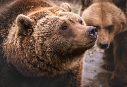 Bears in Ukraine