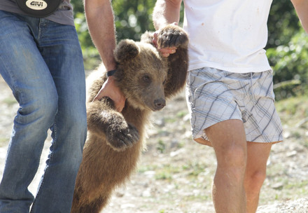 Bärenbaby in Albanien zur Unterhaltung gehalten