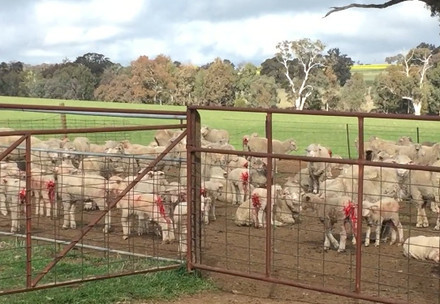 Lambs with bloody backs after mulesing