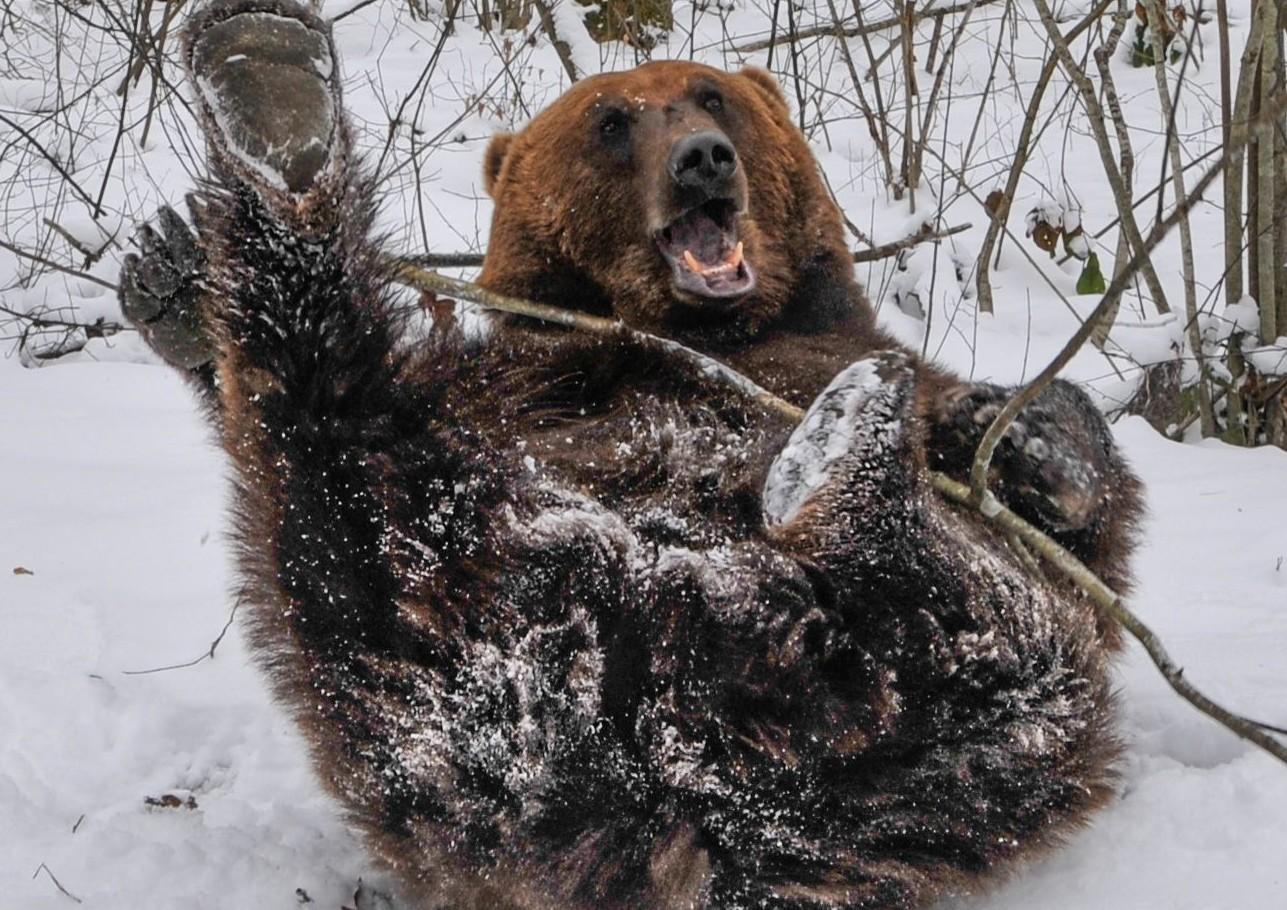 Bear in the snow in BEAR SANCTUARY Domazhyr