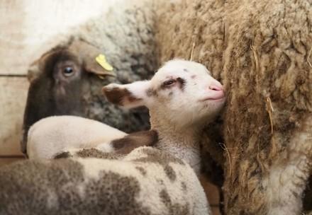 Gerette Schafe in Romania