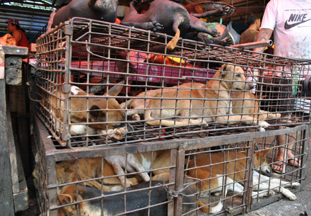 Hunde in Käfigen auf einem Lebendschlachtmarkt