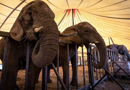 Elephants in Circus, Germany