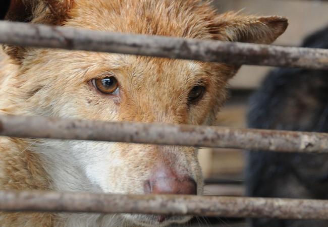 Chinas Landwirtschaftsministerium streicht Hunde und Katzen von