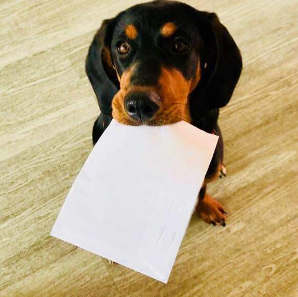 dog with a letter