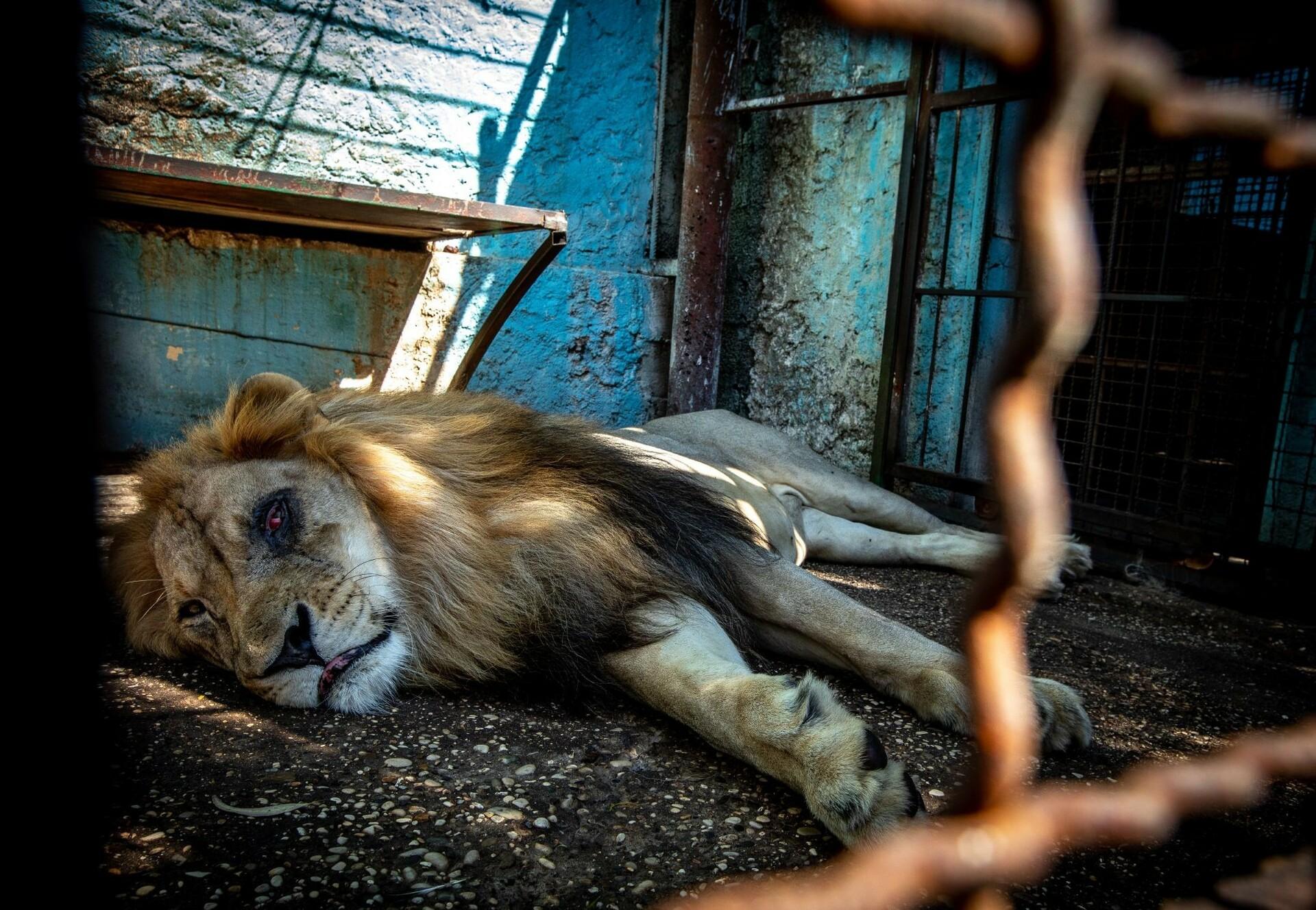 Shutting down Safari Park Zoo in Fier, Albania - FOUR PAWS International -  Animal Welfare Organisation