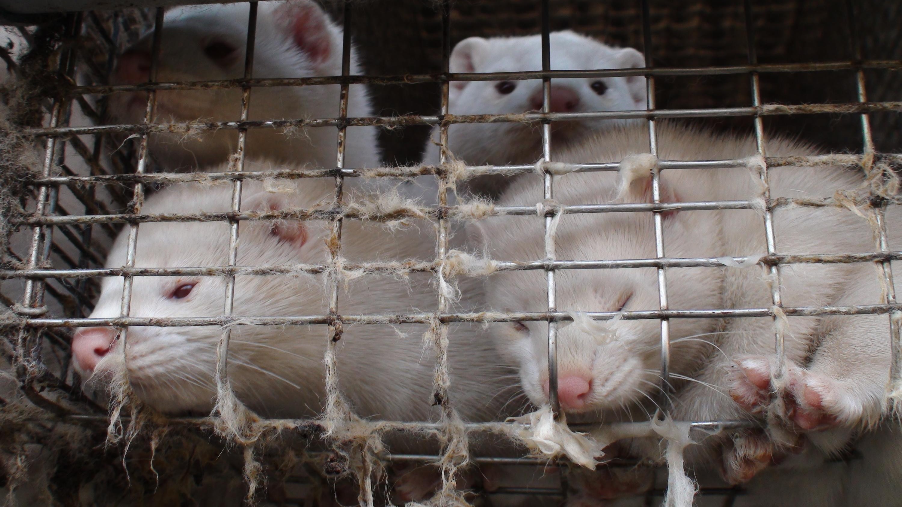 COVID-19 in Fur Farms - FOUR PAWS International - Animal Welfare  Organisation