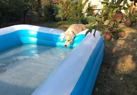 Pools are a danger to animals 