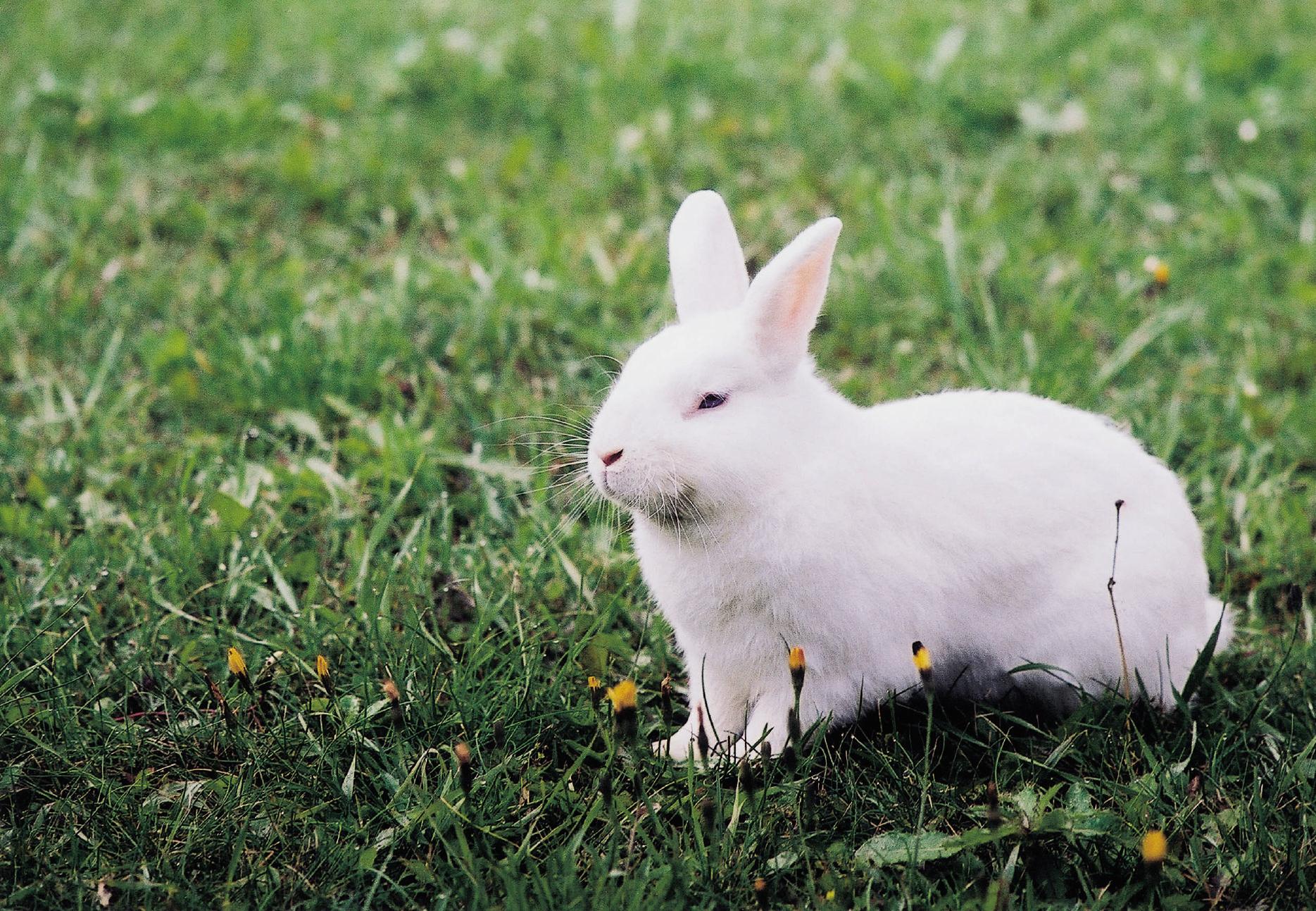 Le lapin comme animal de compagnie - QUATRE PATTES en France