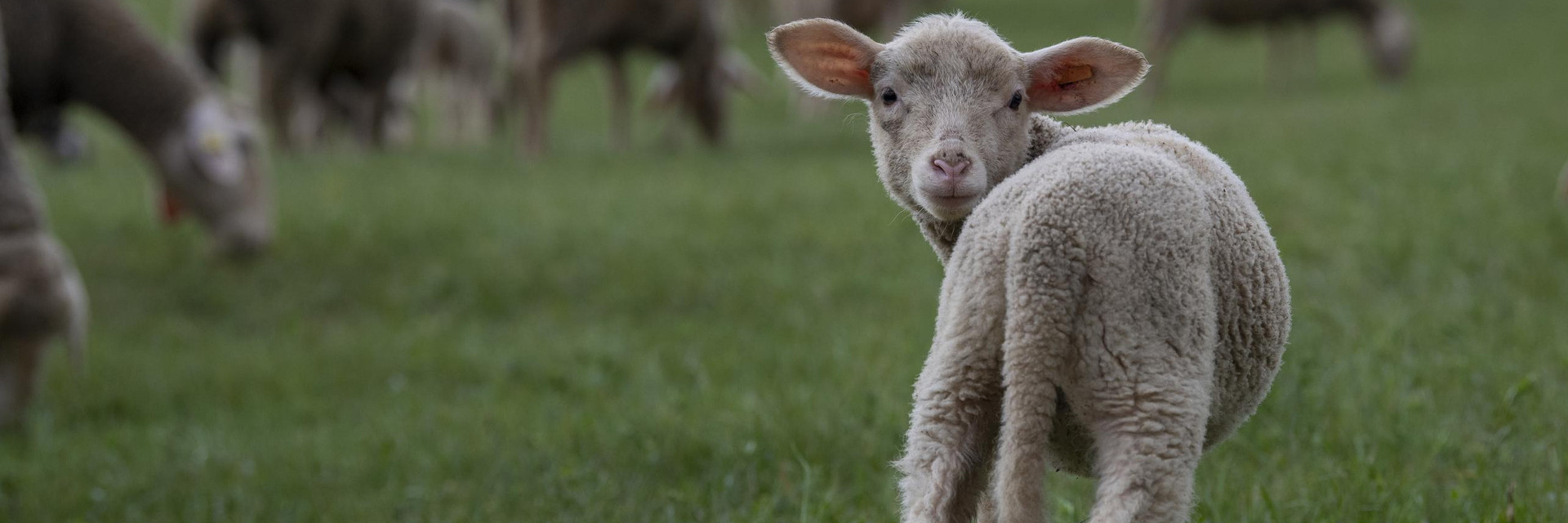 Wolle mit Po - VIER PFOTEN Stiftung für Tierschutz in Deutschland