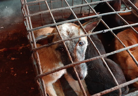 Zwei Millionen Stimmen gegen Handel mit Hunde- und Katzenfleisch