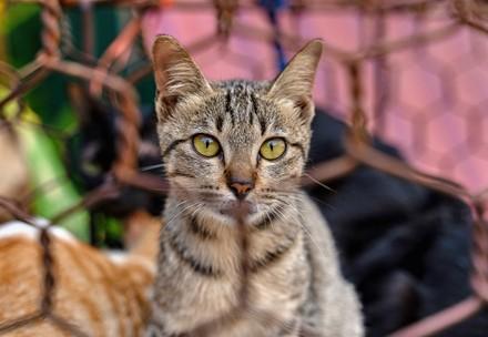 fermeture d'un abattoir de chats au Vietnam