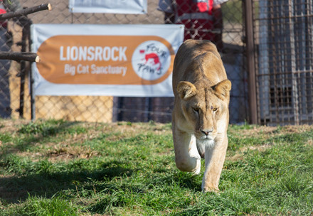 Lioness Ellie release at LIONROCK 