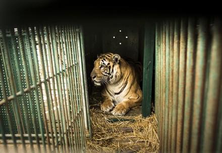 tiger in wildlife trade