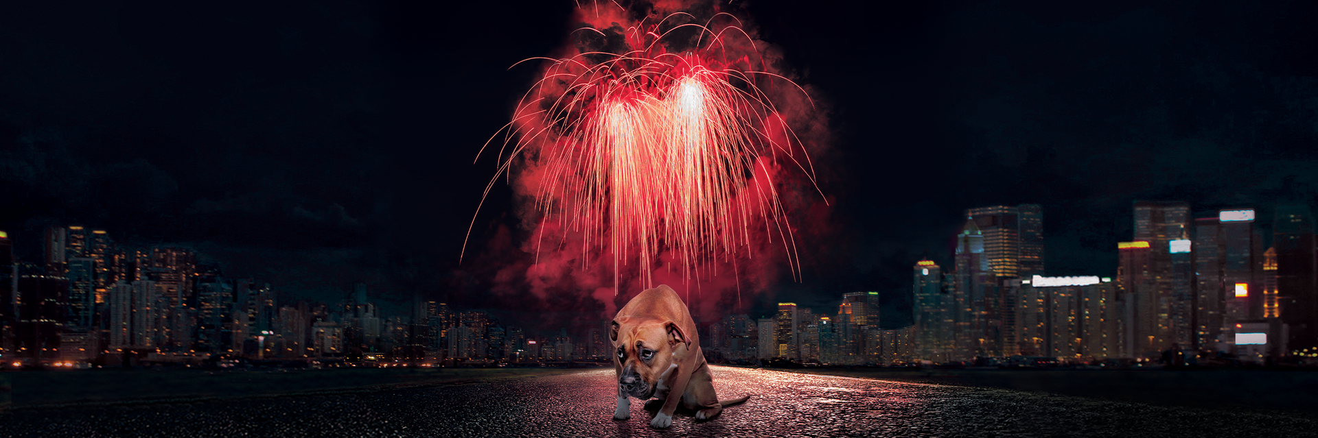 Fireworks are dangerous for pets and stray dogs