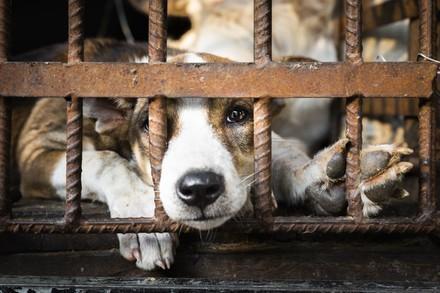 Dog behind bars in dog meat trade