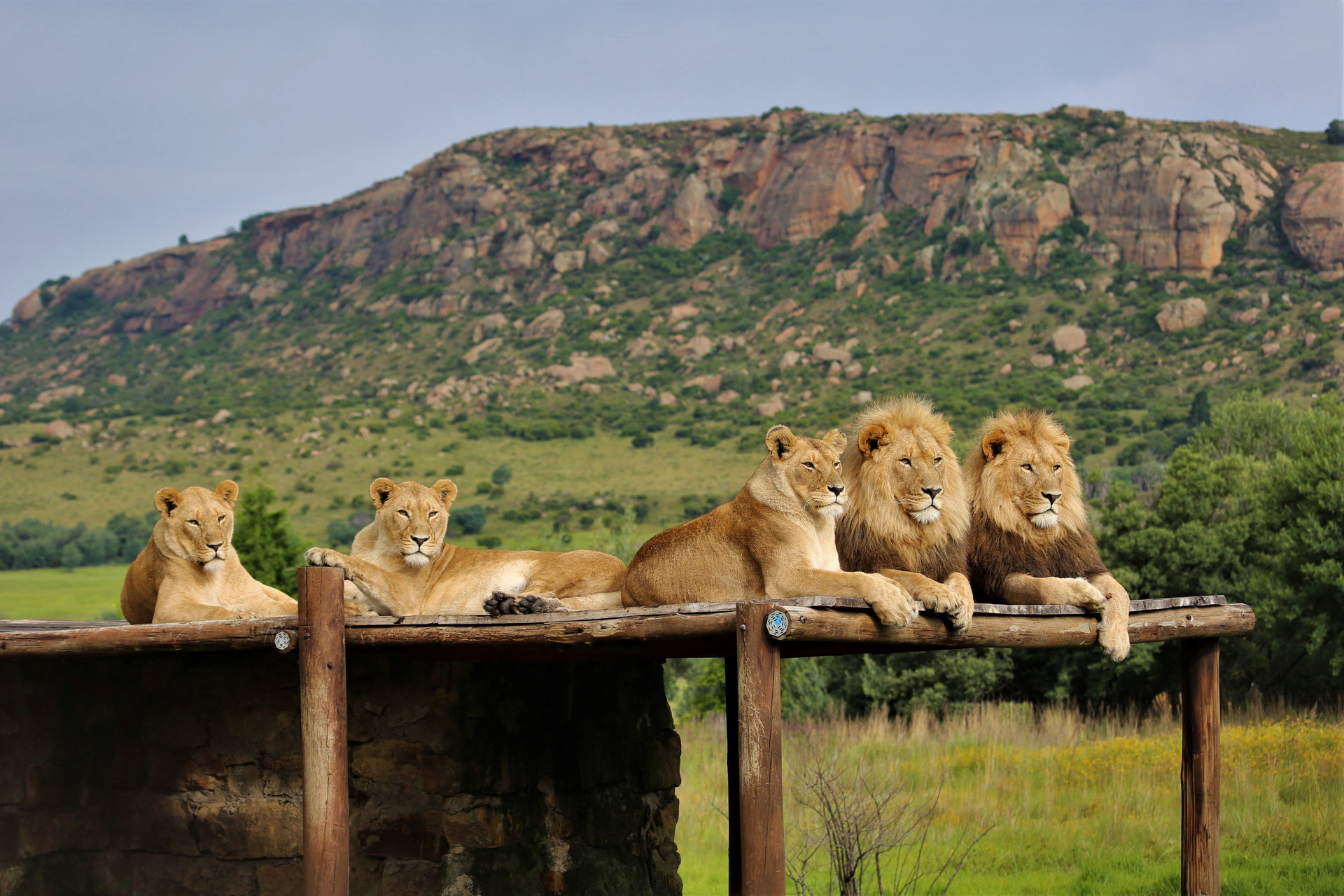 Five lions resting on a platform in front of mountains at LIONSROCK Big Cat Sanctuary